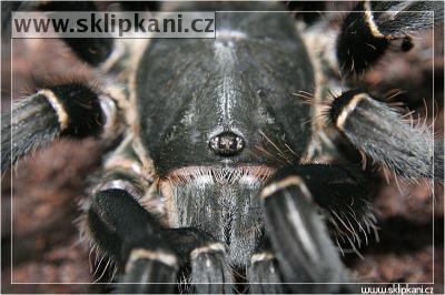 Haplopelma_sp._Cambodgia